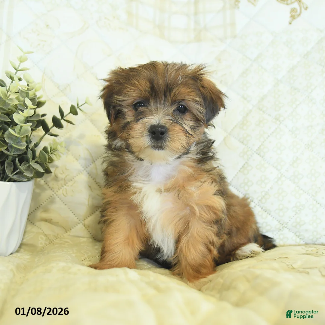 Shorkie dogs for sale: Kyra  - Ad 4