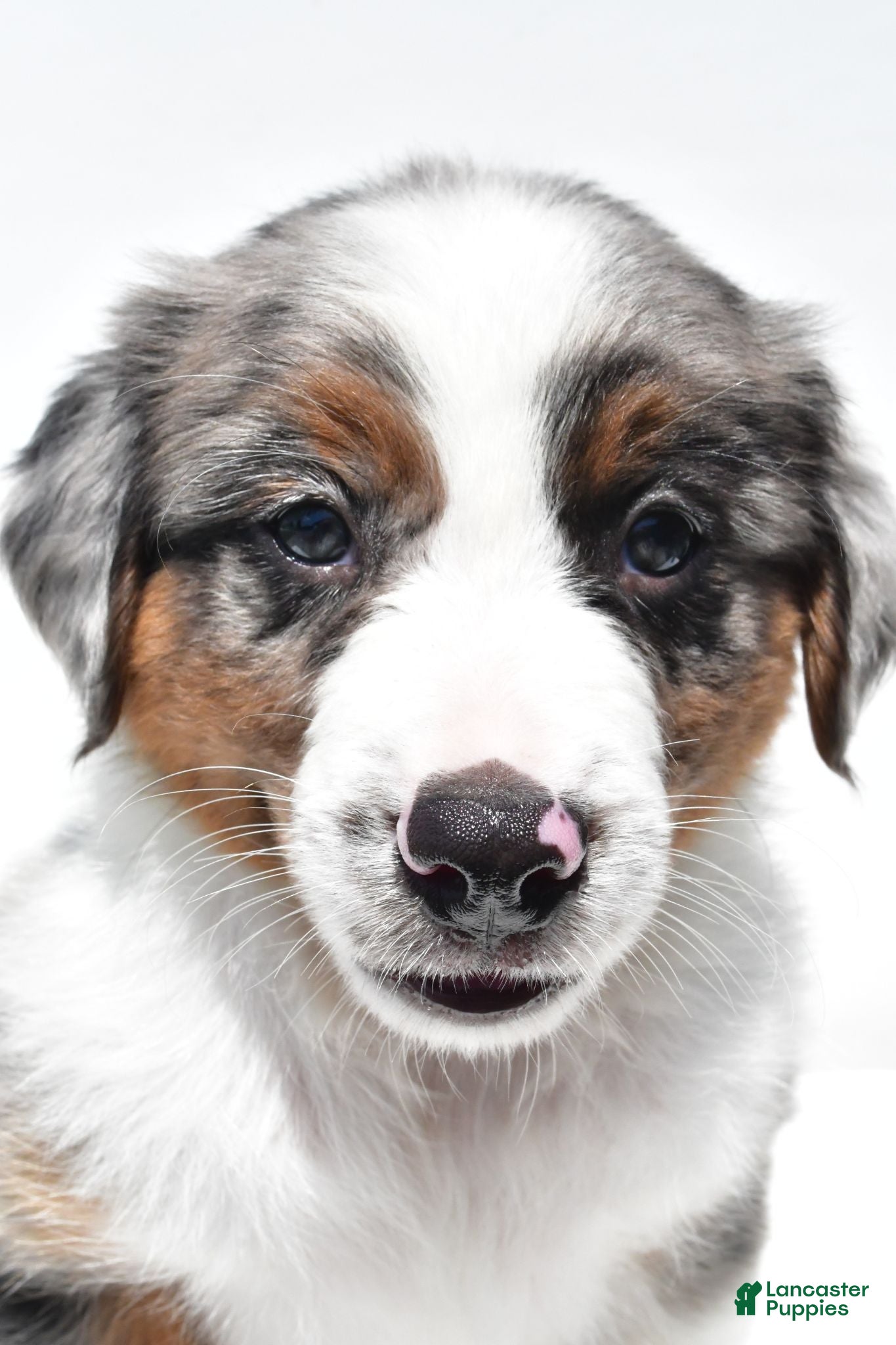 Australian Shepherd dogs Lonnie - Ad 1