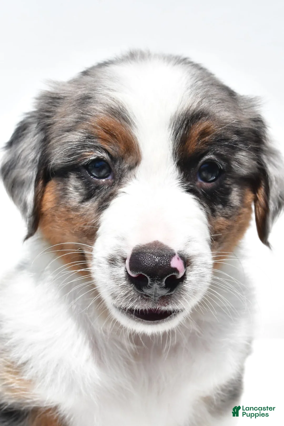 Australian Shepherd dogs for sale: Lonnie - Ad 1