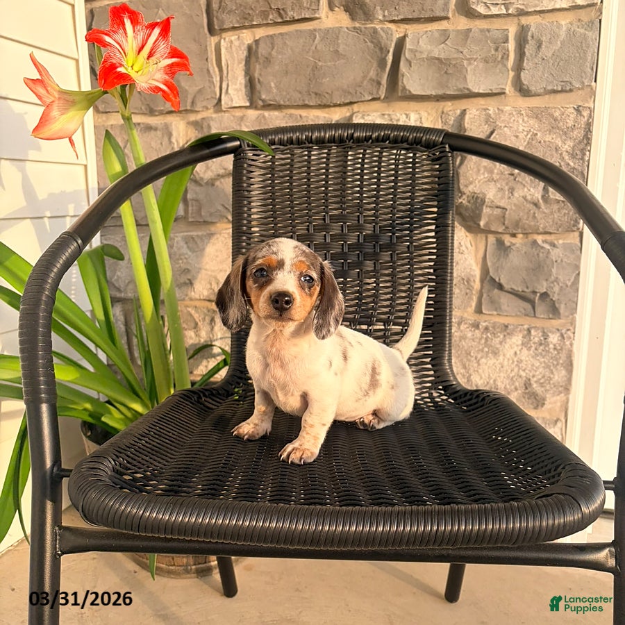 Miniature Dachshund dogs Jade - Ad 1