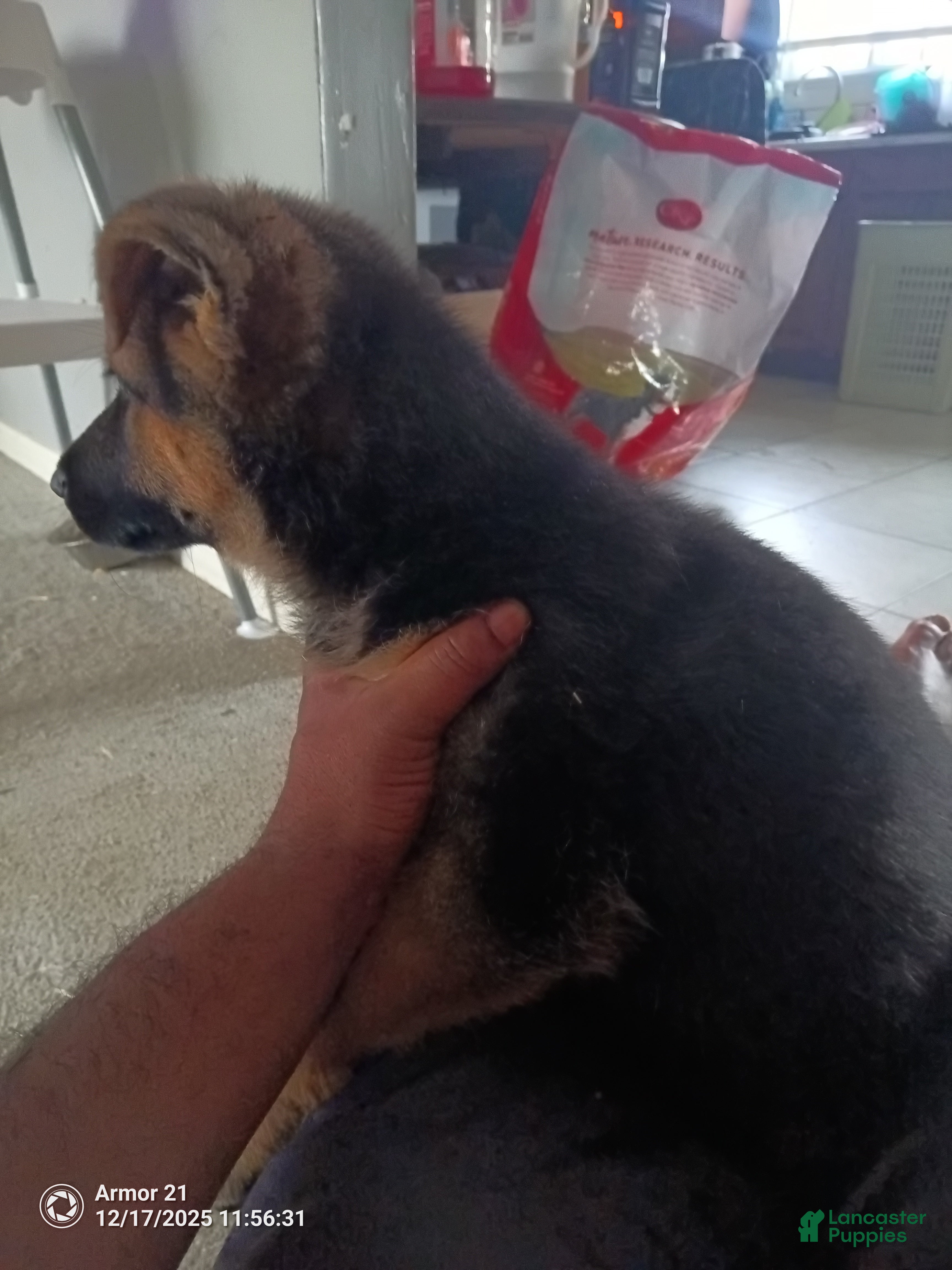 German Shepherd dogs Yellow collar - Ad 8