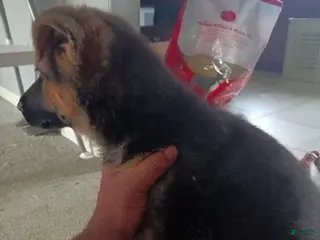 German Shepherd dogs Yellow collar - Ad 4