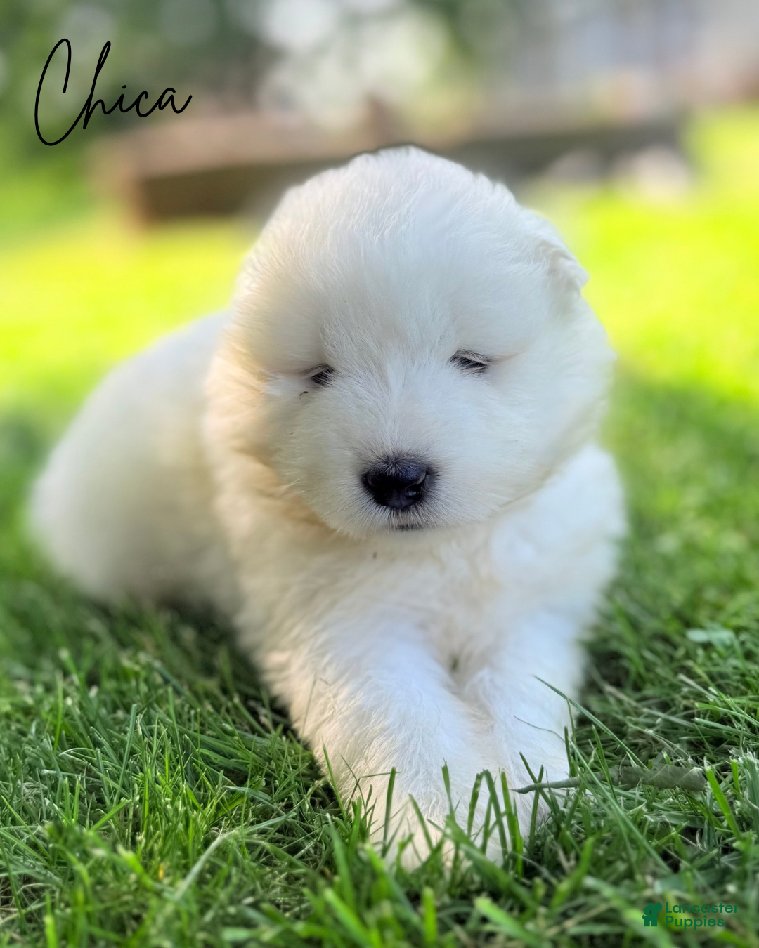 Samoyed dogs for sale: Chica - Ad 4