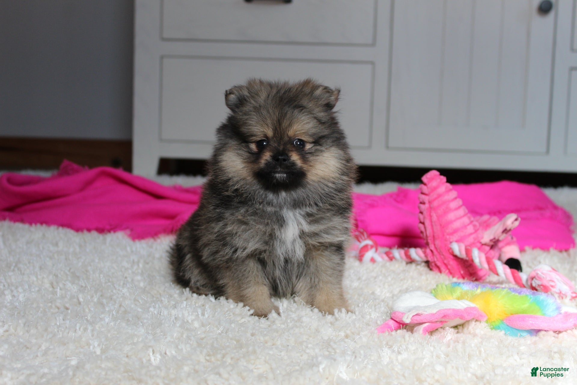 Pomeranian dogs Delilah - Ad 2