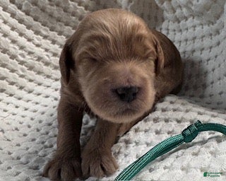 Miniature Labradoodle dogs Miniature Labradoodle 4 - Ad 41