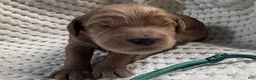 Miniature Labradoodle dogs for sale: Miniature Labradoodle 4 - Ad 1