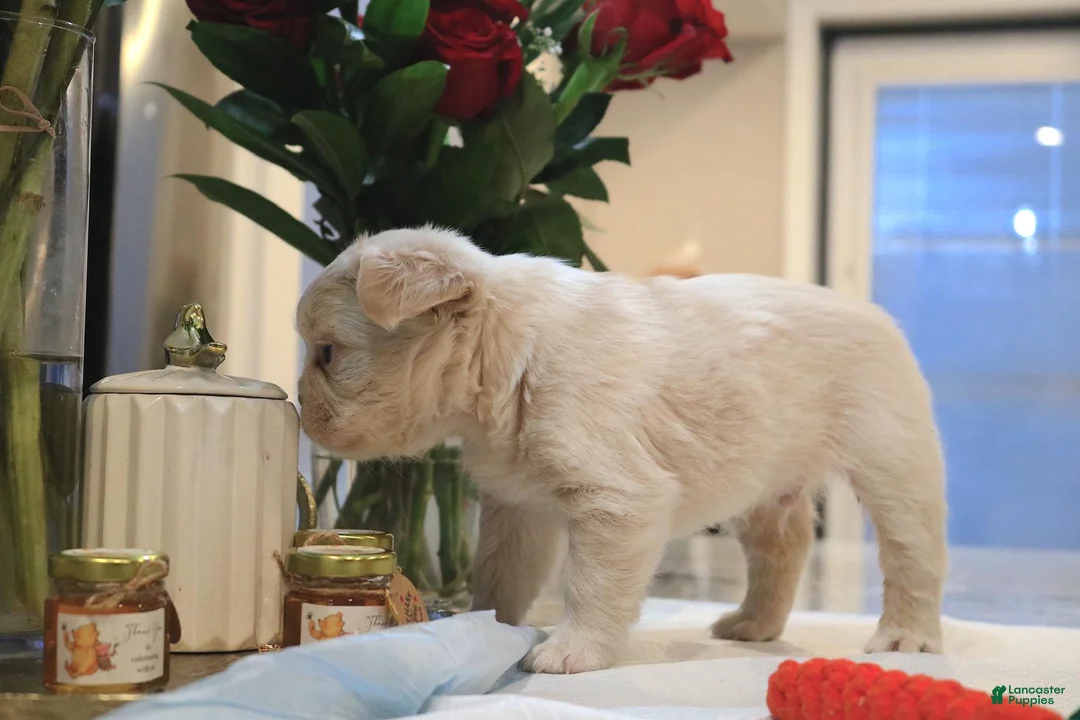 French Bulldog dogs for sale: Teddy bear - Ad 7