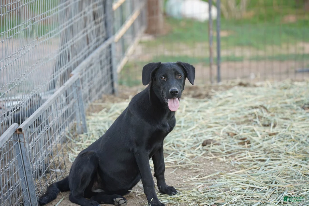 Mixed Breed dogs for sale: Jet Tiscar Farm Dog - Ad 35