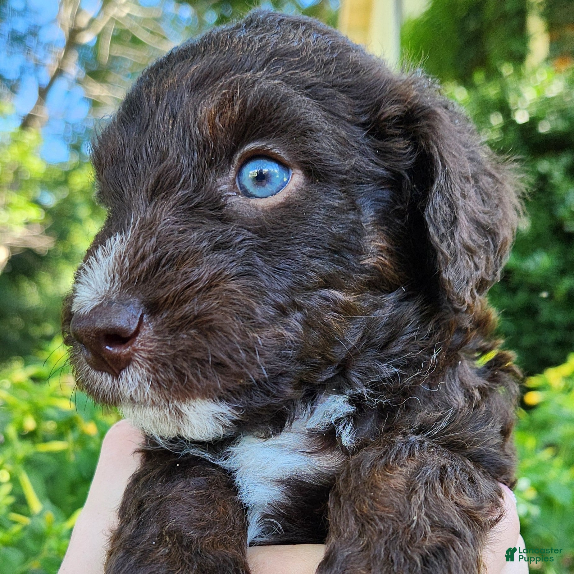 Mini Aussiedoodle dogs Pluto - Male - Red Tuxedo - Ad 1