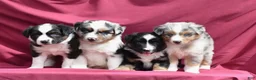 Miniature Australian Shepherd dogs for sale: London - Ad 16
