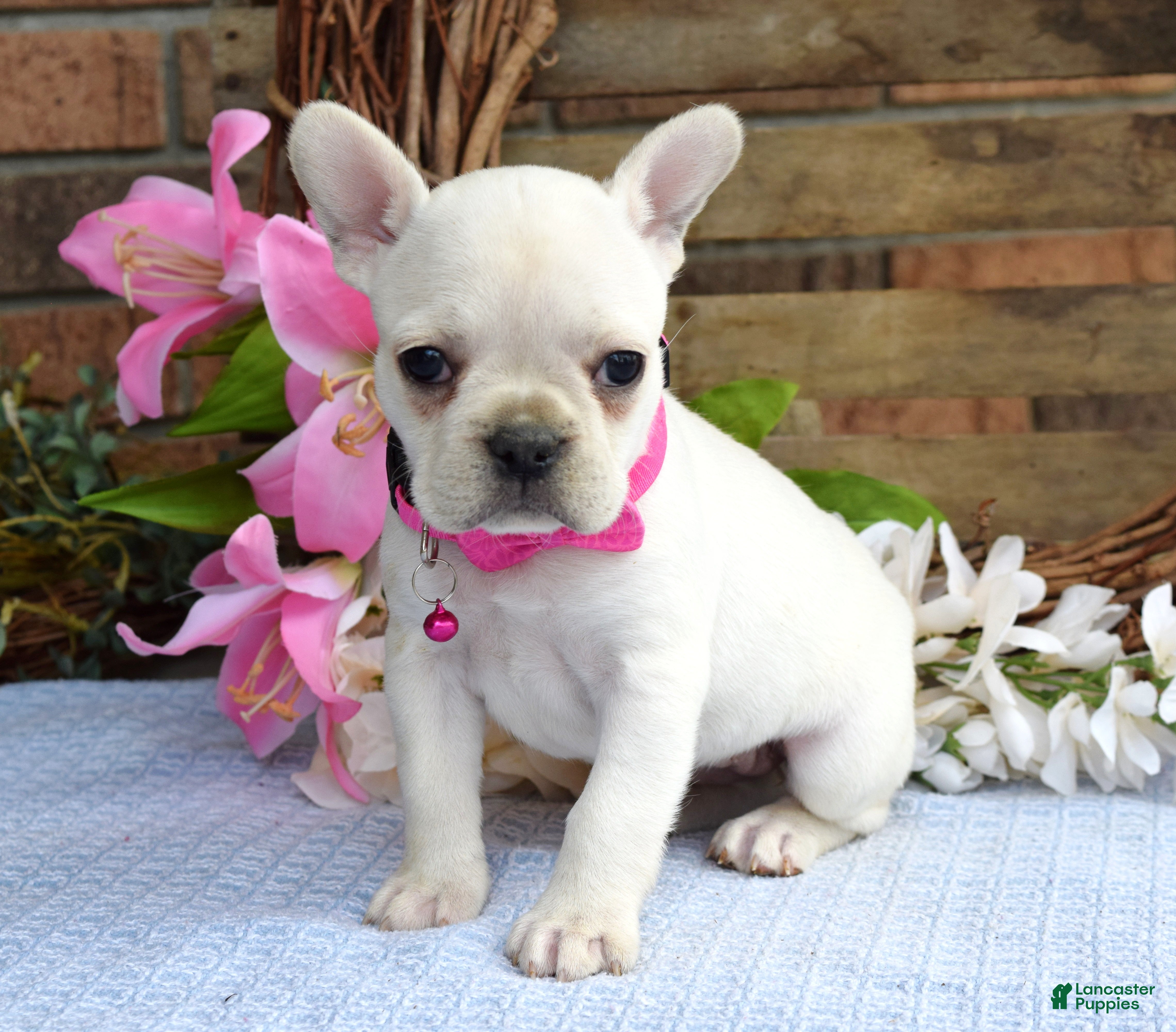 French Bulldog dogs Fargo - Ad 2