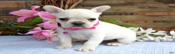 French Bulldog dogs for sale: Fargo - Ad 2