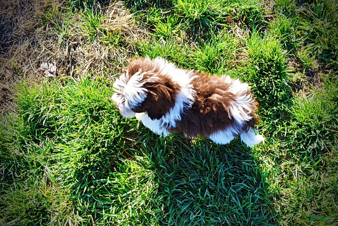 Havapoo dogs for sale: Simon - Ad 7