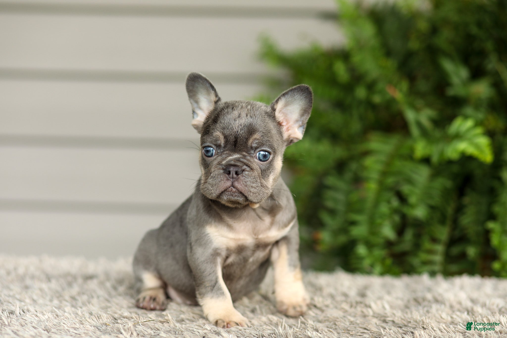 French Bulldog dogs Abby - Lilac & Tan - Ad 1
