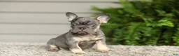 French Bulldog dogs for sale: Abby - Lilac & Tan - Ad 1