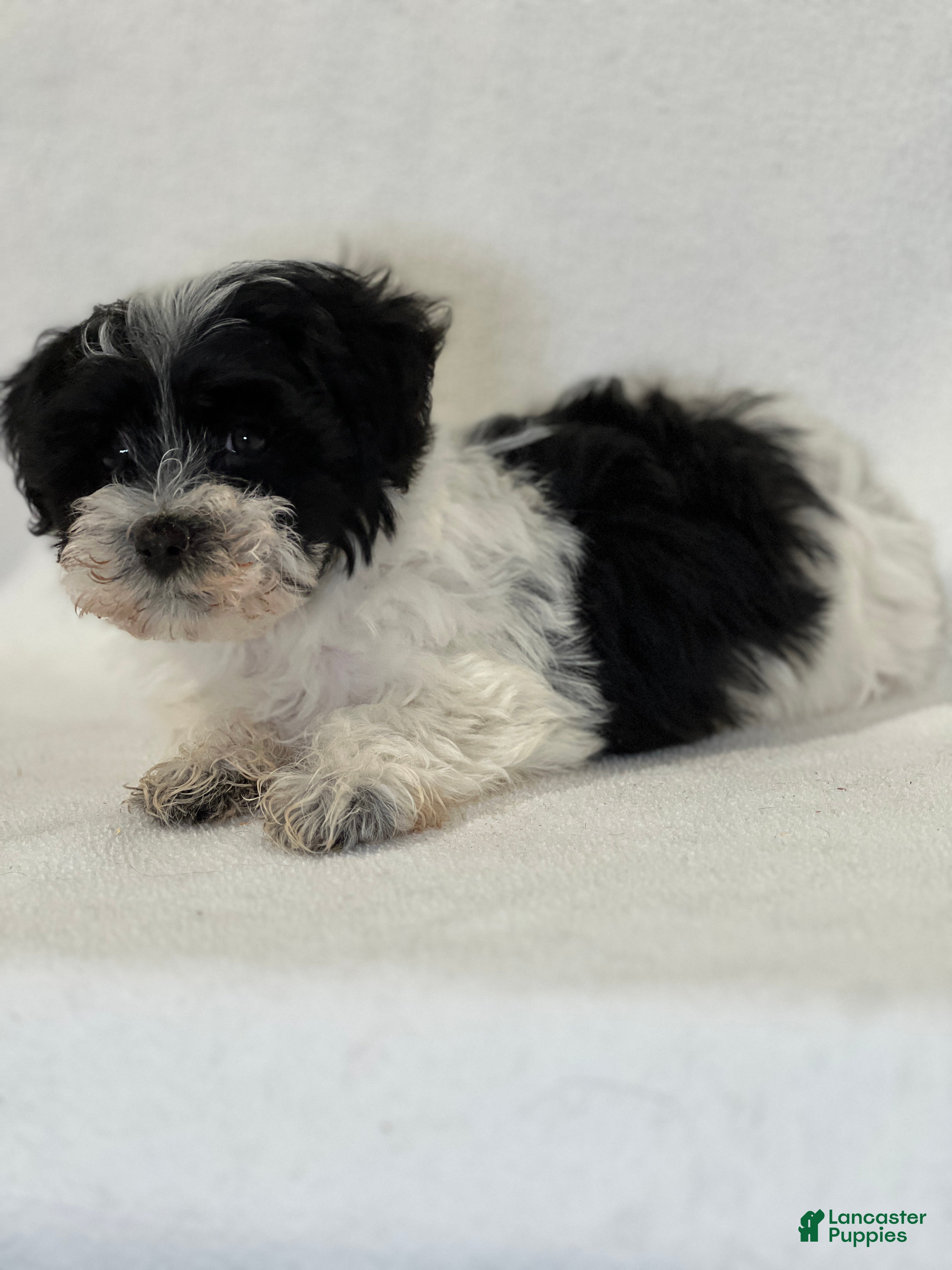 Mixed Breed dogs Hammy - Ad 32