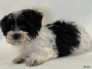 Mixed Breed dogs Hammy - Ad 8