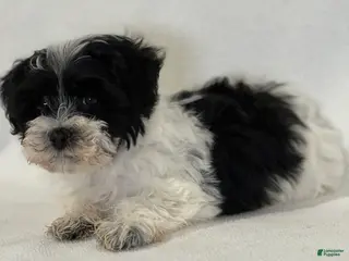 Mixed Breed dogs Hammy - Ad 40