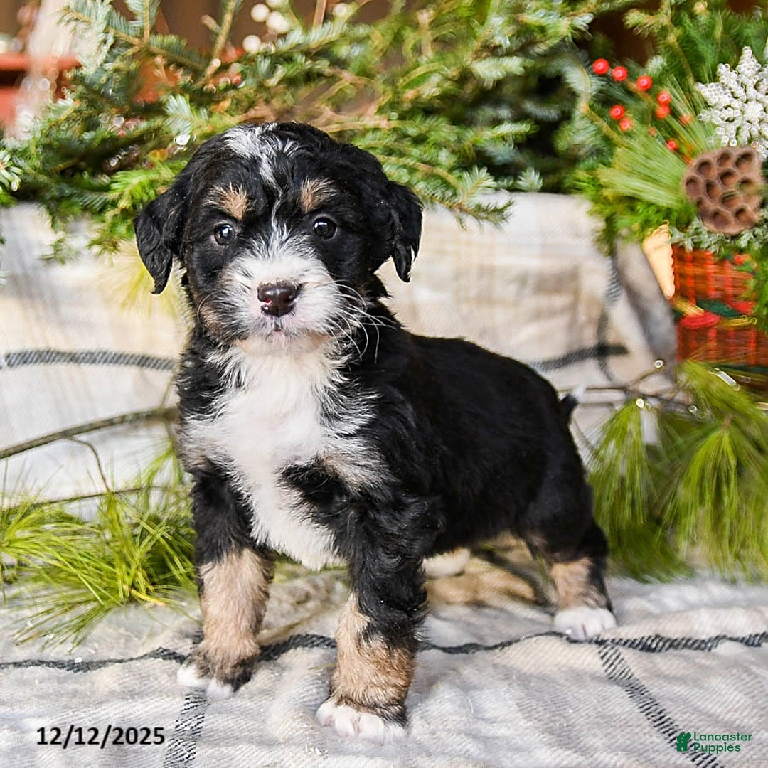 Mini Bernedoodle dogs for sale: Mocha - Ad 3