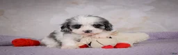 Cavapoo dogs for sale: Penny - Ad 3