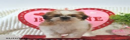 Shih Tzu dogs for sale: Romeo - Ad 2