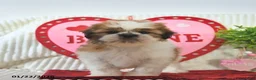 Shih Tzu dogs for sale: Romeo - Ad 3
