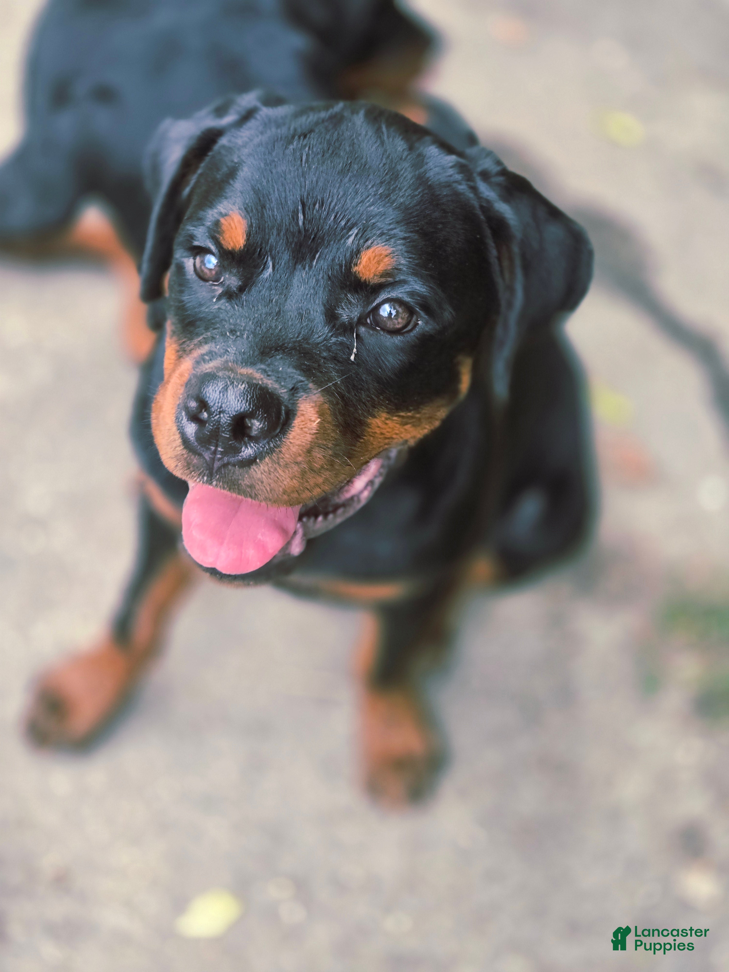 Rottweiler dogs Lavender - Ad 2