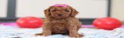 Cavapoo dogs for sale: Lacy - Ad 1