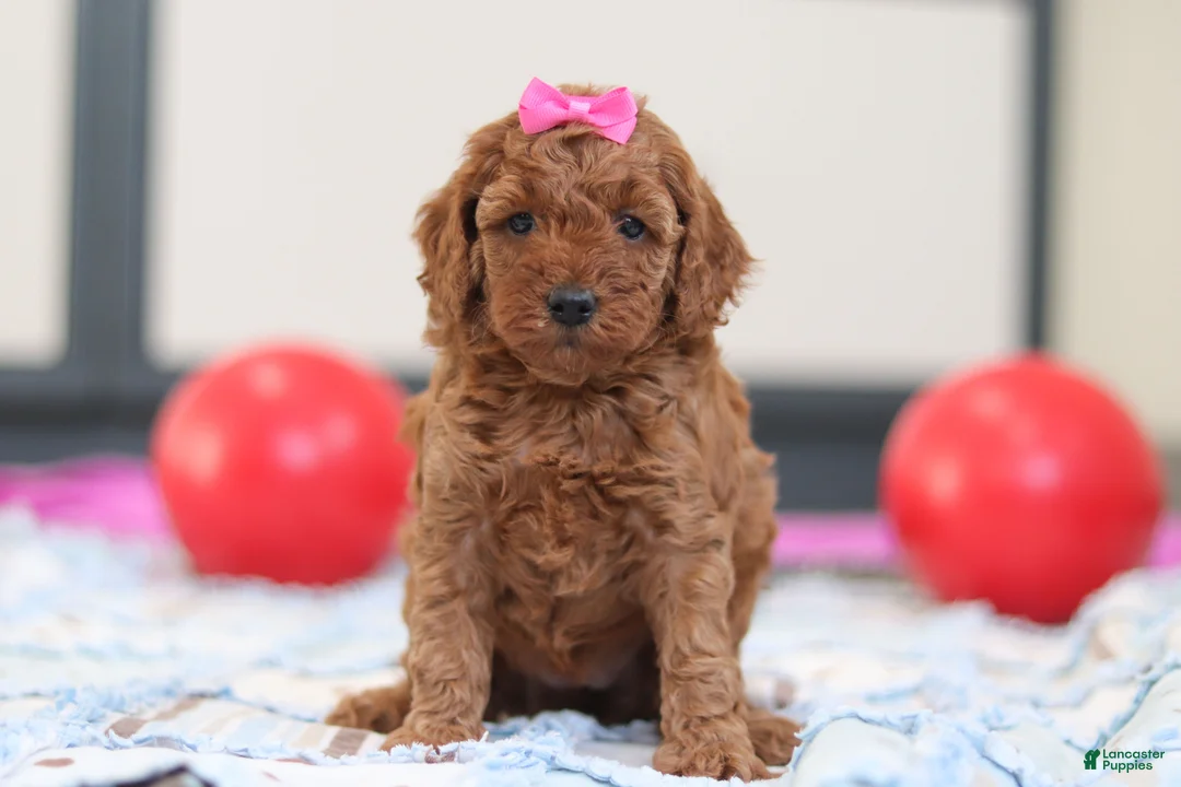 Cavapoo dogs for sale: Lacy - Ad 1