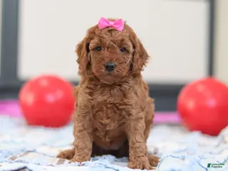 Cavapoo dogs Lacy - Ad 42