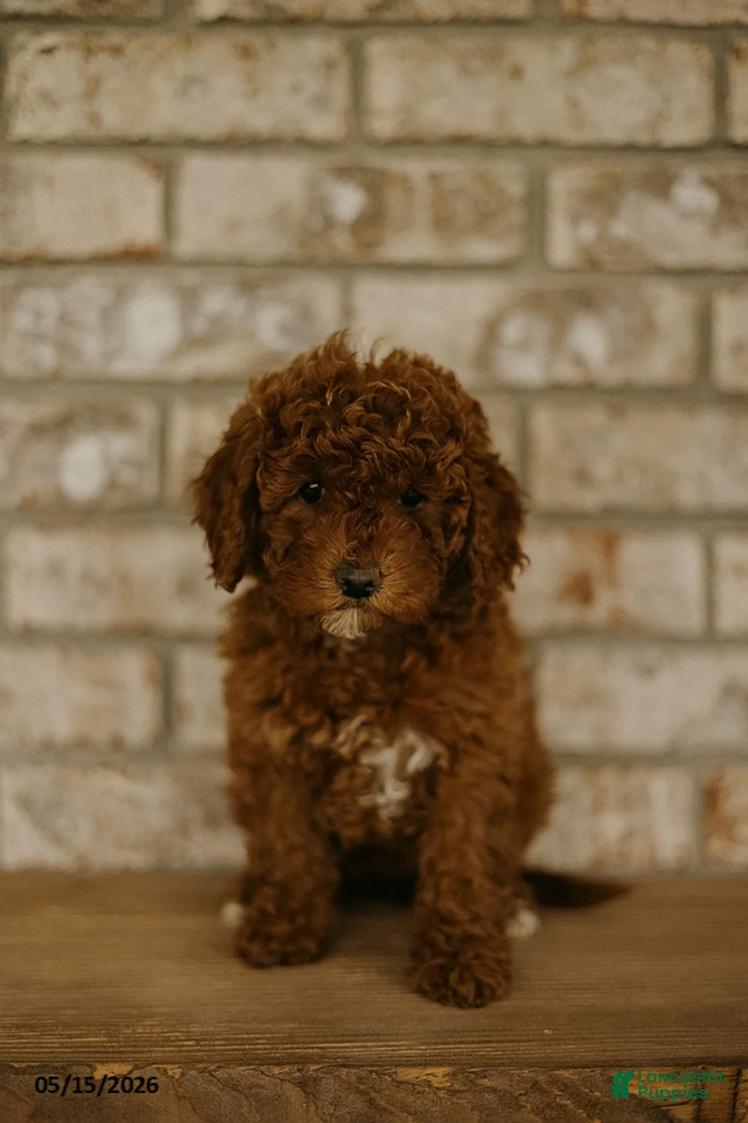 Cockapoo dogs for sale: Bailey - Ad 2