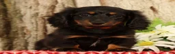 Miniature Dachshund dogs for sale: Tammy - Ad 3