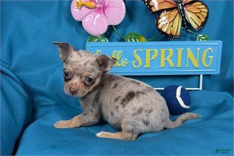 Chihuahua dogs Chihuahua Puppy 1 - Ad 1