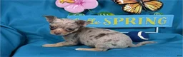 Chihuahua dogs for sale: Chihuahua Puppy 1 - Ad 1