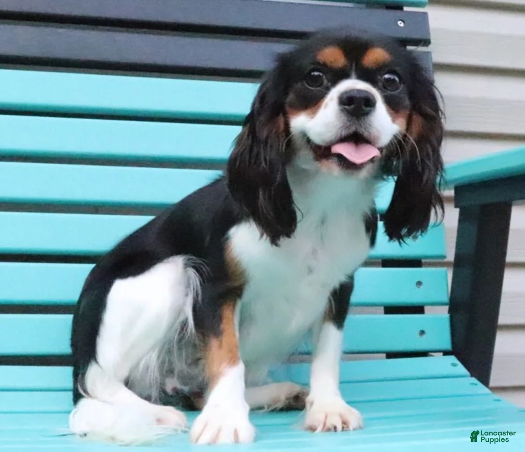 Cavapoo dogs for sale: Louie - Ad 6