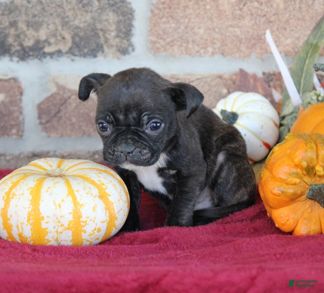 Mixed Breed dogs for sale: Dallas - Ad 3