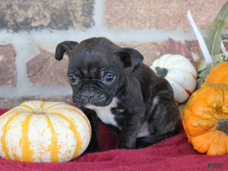 Mixed Breed dogs - Ad 42