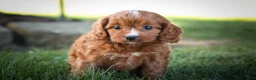 Cavapoo dogs for sale: Kristina   - Ad 17