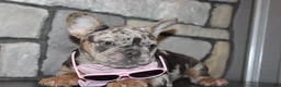 French Bulldog dogs for sale: AKC Zoe - Ad 5
