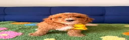 Mini Goldendoodle dogs for sale: buddy - Ad 3