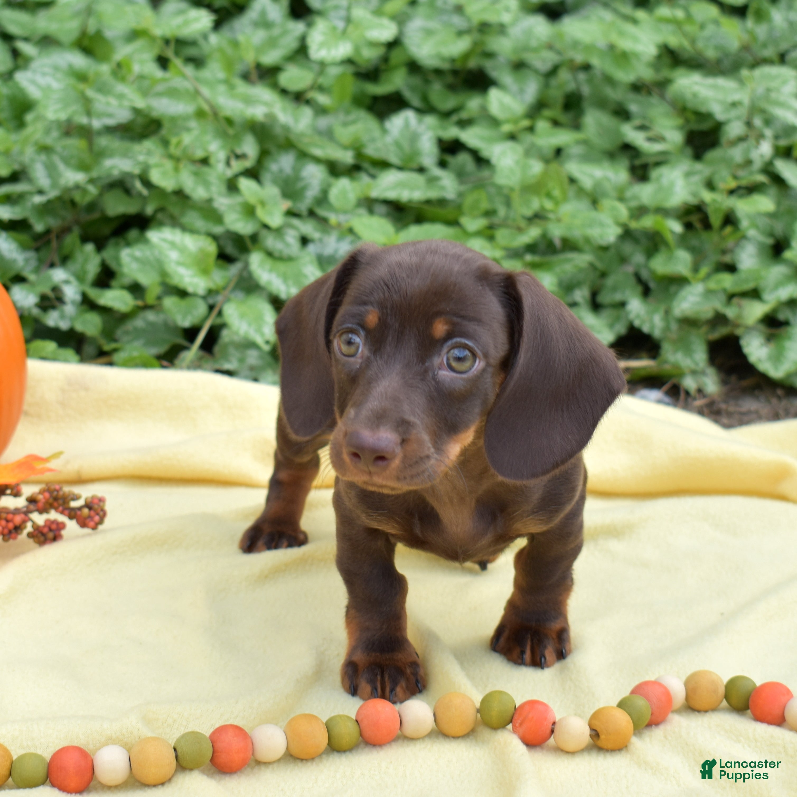Miniature Dachshund dogs Star - Ad 2
