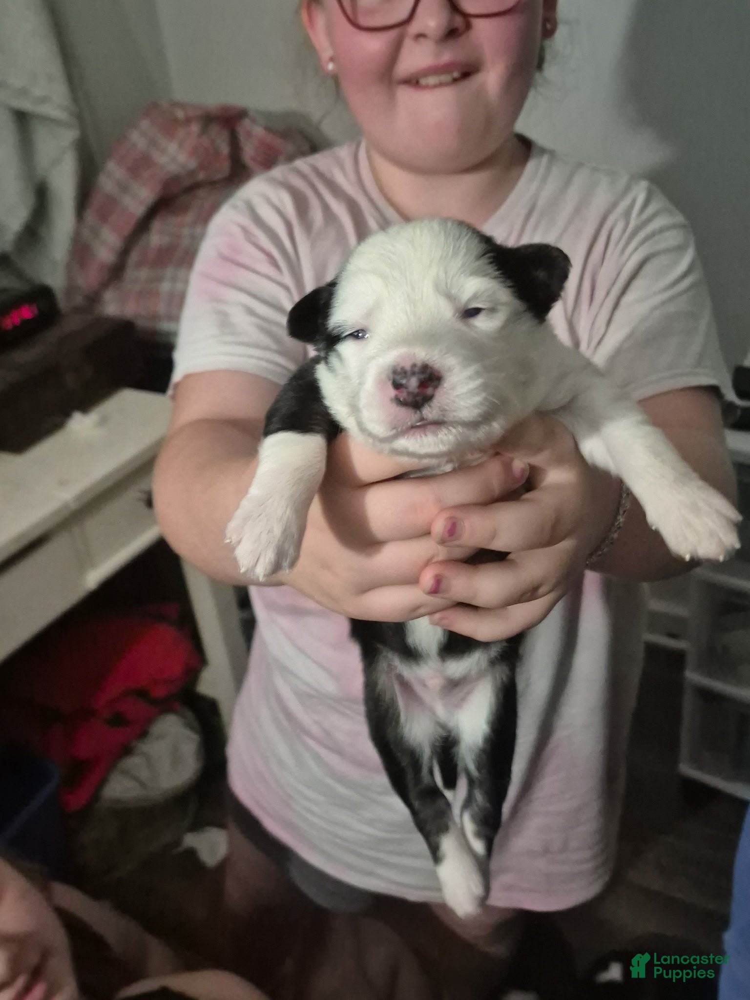 Mixed Breed dogs Mixed Breed 7 - Ad 39