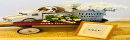 Mixed Breed dogs for sale: Lilly  - Ad 2