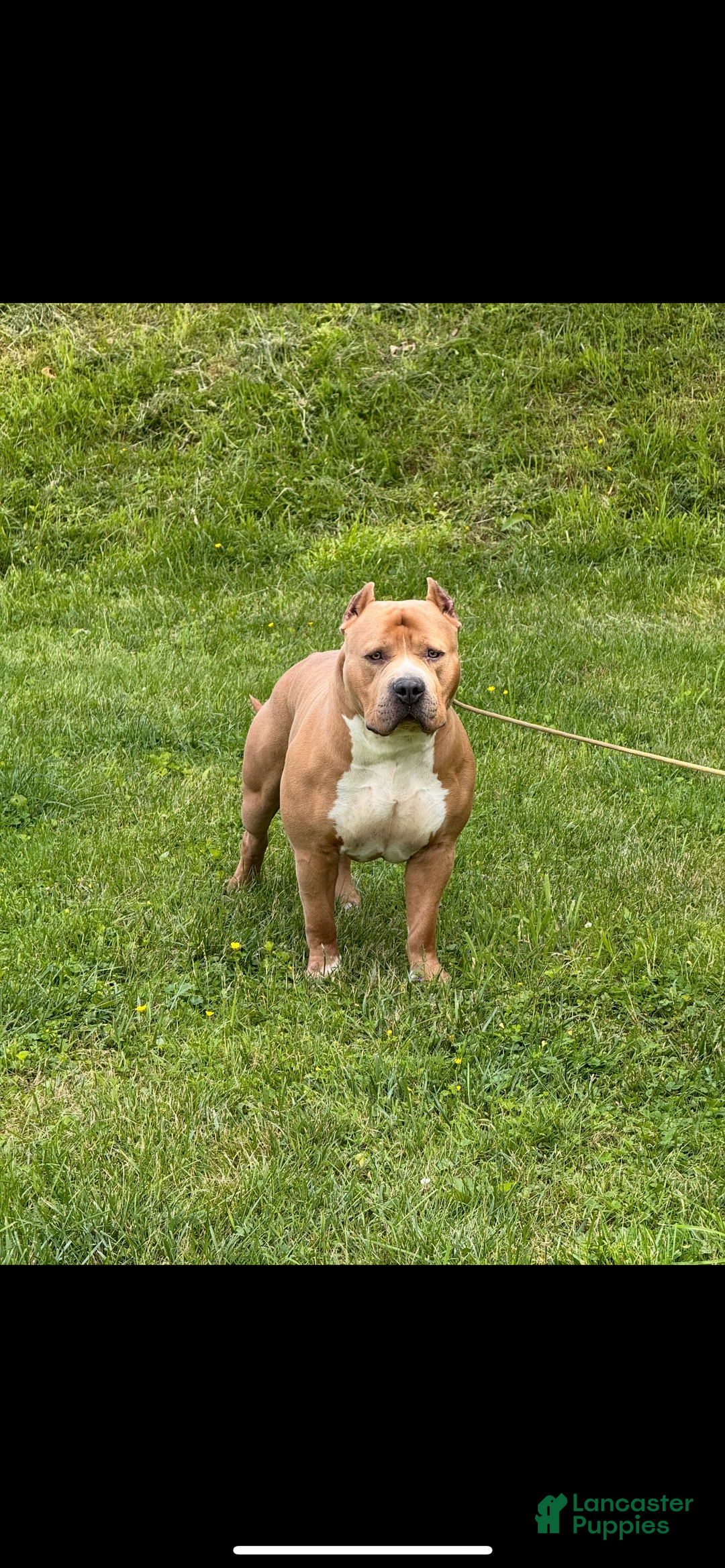 American Bully dogs for sale: Cookie Monster  - Ad 9