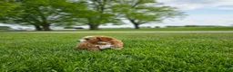 Mini Goldendoodle dogs for sale: Emma - Ad 5