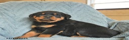 Rottweiler dogs for sale: Rock  - Ad 4