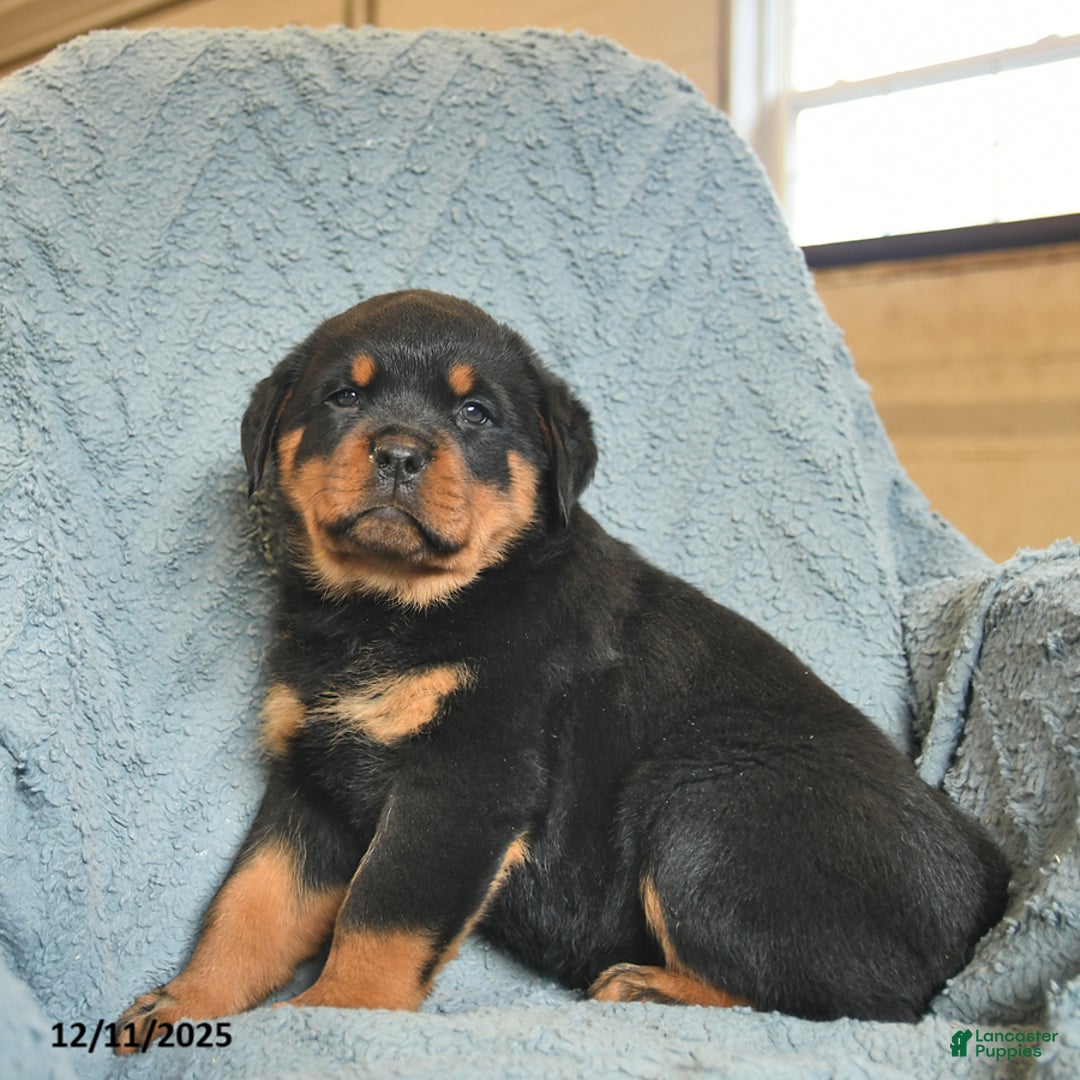 Rottweiler dogs for sale: Rock  - Ad 4