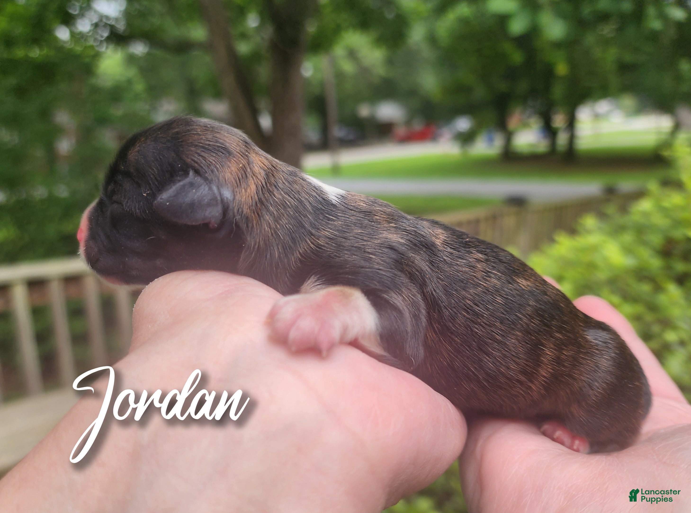 Mixed Breed dogs for sale: Jordan - Ad 1
