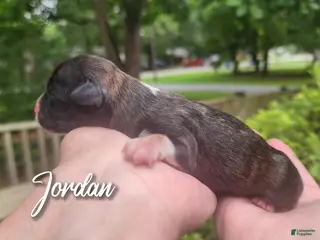 Mixed Breed dogs Jordan - Ad 4