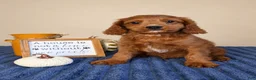 Cavapoo dogs for sale: Jerry - Ad 4